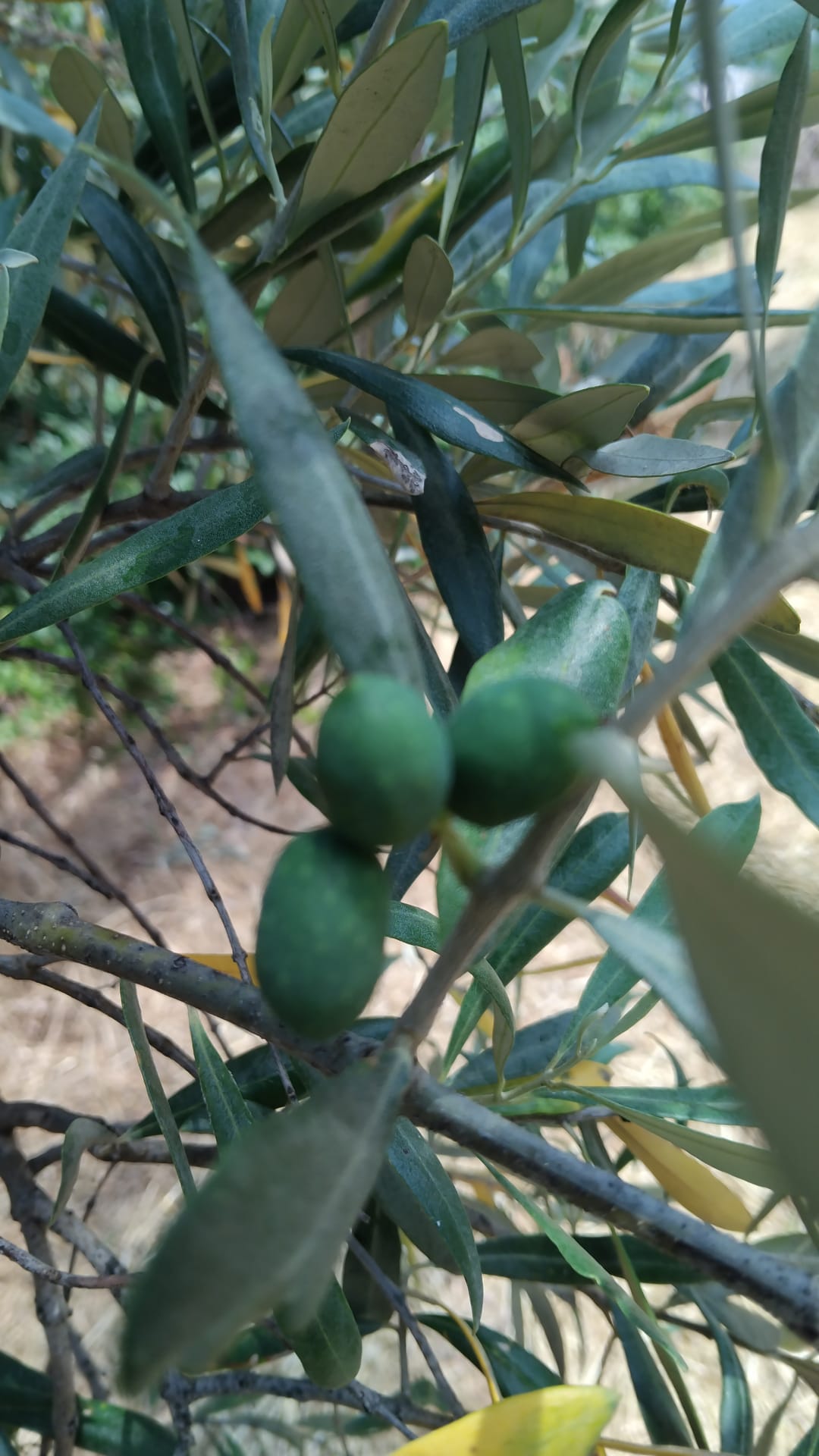 Olivo